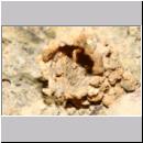 E-Odynerus spinipes w09 beim Schornsteinbau.jpg